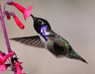 Hummingbird, Costa's