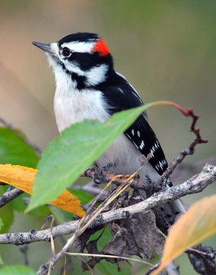 Woodpecker, Downy