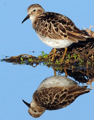 Sandpiper, Least