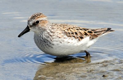 Sandpiper, Semipalmated