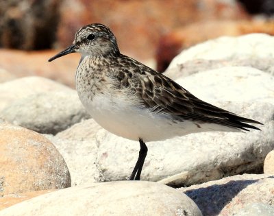 Sandpiper, Baird's