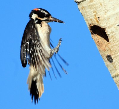 Woodpecker, Hairy