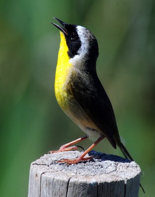 Yellowthroat, Common