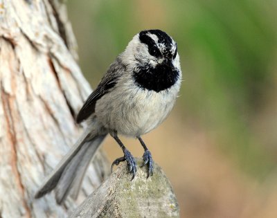 Chickadee, Mountain