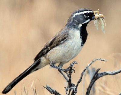 Sparrow, Black-throated (Tintic Mountains) 2009