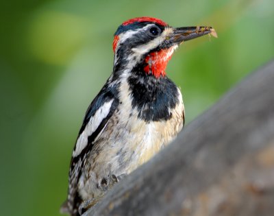 Sapsucker, Red-naped