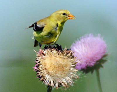 Goldfinch, American