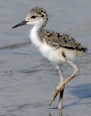 Stilt, Black-necked