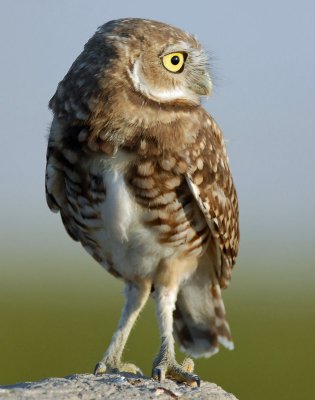 Owls, Burrowing--July 31, 2009