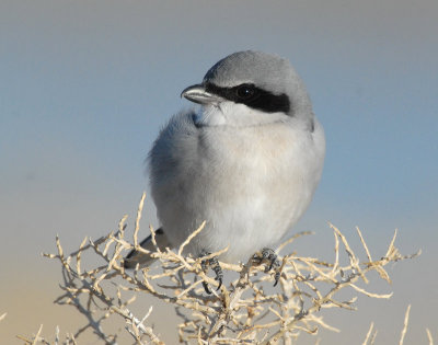 Shrike, Loggerhead