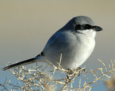 Shrike, Loggerhead