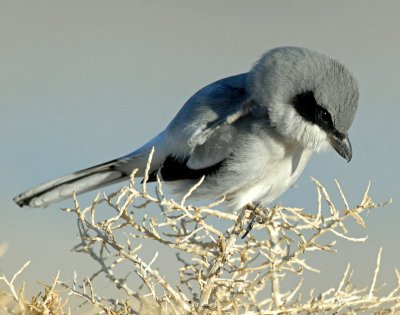 Shrike, Loggerhead