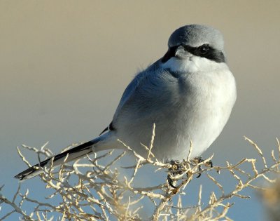 Shrike, Loggerhead