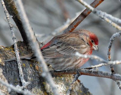 Finch, House