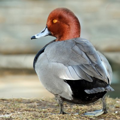 Redhead