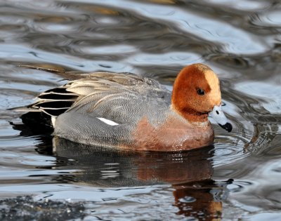 Wigeon, Eurasion