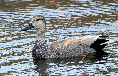 Gadwall