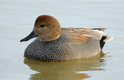Gadwall