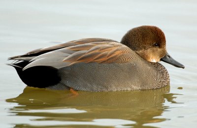 Gadwall