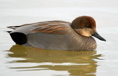 Gadwall