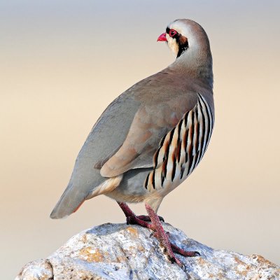 Chukar