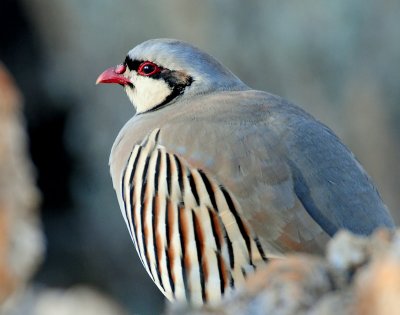 Chukar