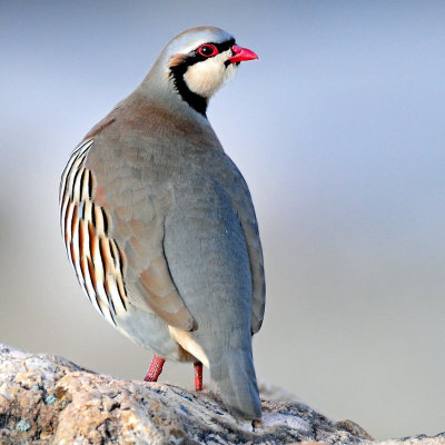 Chukar