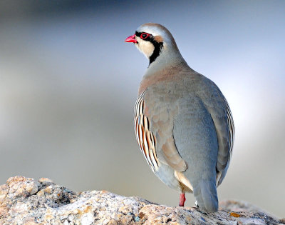 Chukar