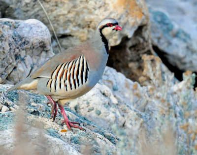 Chukar