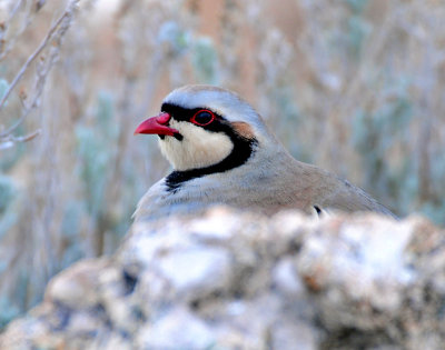 Chukar