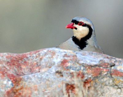 Chukar