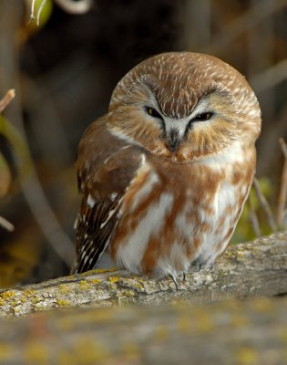Owl, Northern Saw-whet