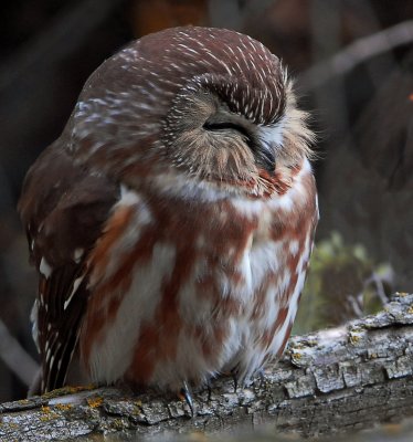 Owl, Northern Saw-whet