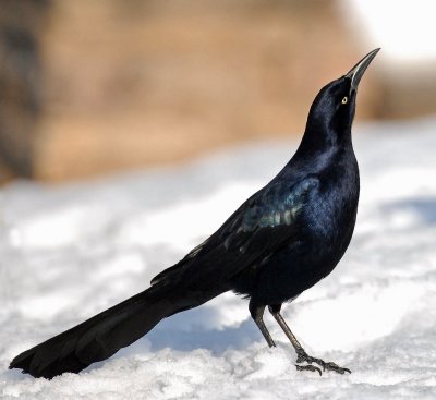 Grackle, Great-tailed