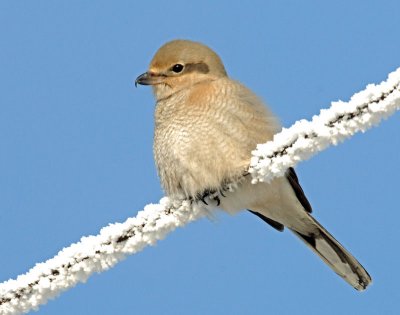 Shrike, Northern (Juvenile)