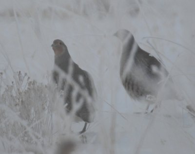 Foggy Gray Partridge