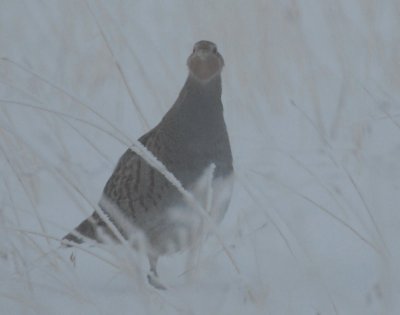 Partridge, Gray  (In the Fog)