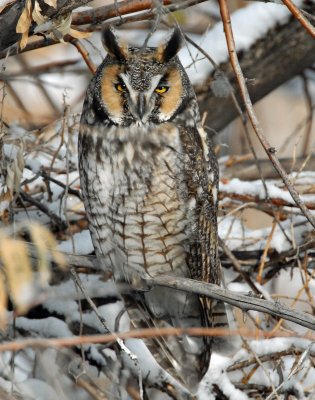 Owl, Long-eared