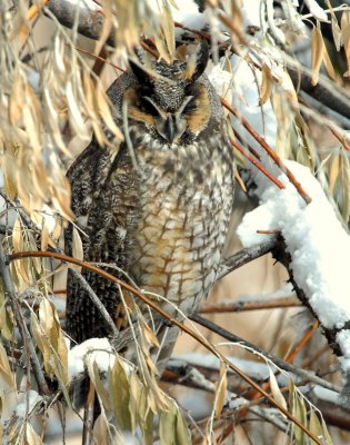 Owl, Long-eared