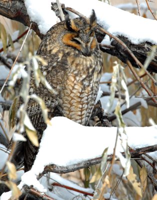 Owl, Long-eared