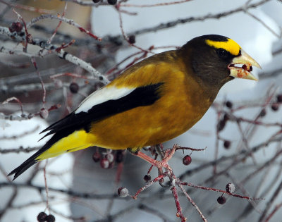 Grosbeak, Evening