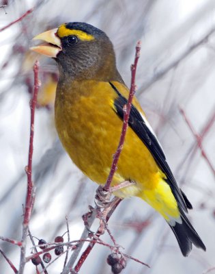 Grosbeak, Evening