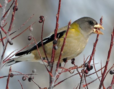 Grosbeak, Evening