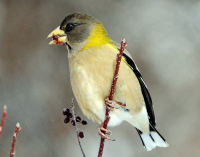 Grosbeak, Evening