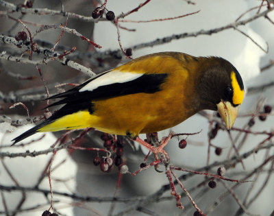 Grosbeak, Evening