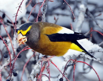 Grosbeak, Evening