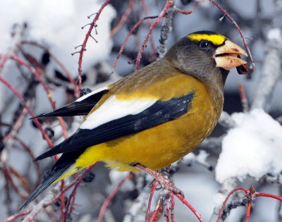 Grosbeak, Evening