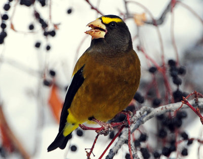 Grosbeak, Evening