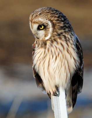 Owl, Short-eared