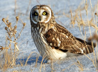 Owl, Short-eared--1/11/10